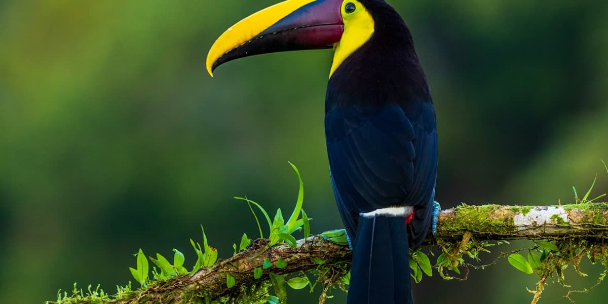 Birding in Costa Rica