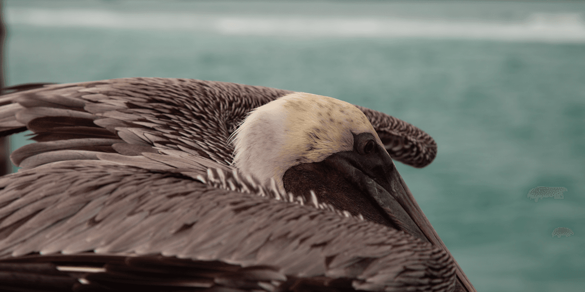 Birding in Galapagos Islands