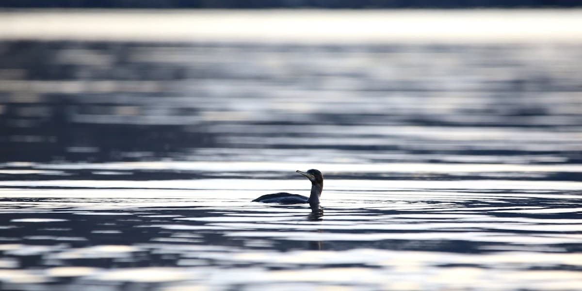 Birding in Scottish Highlands